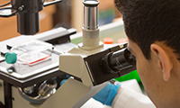 Student researcher at the microscope